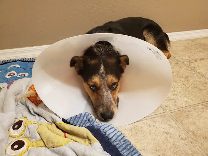 PAWS - The Modern Spay Neuter Clinic Picture 6