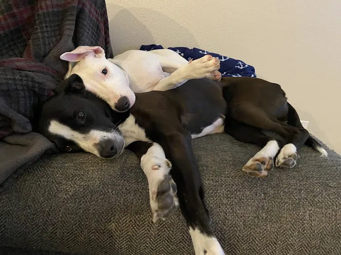 PAWS - The Modern Spay Neuter Clinic Picture 4