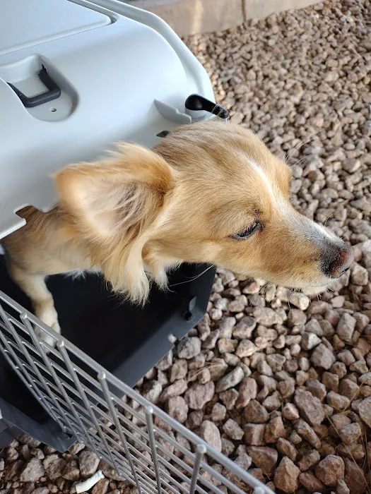 PAWS - The Modern Spay Neuter Clinic Picture 5