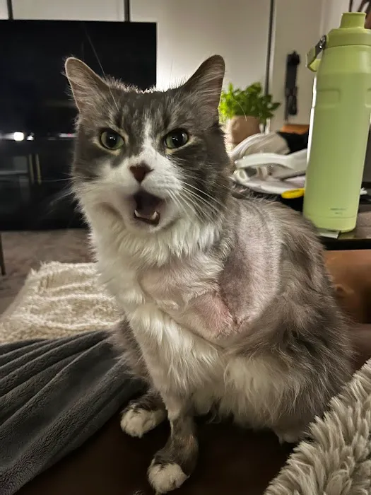 Pet Urgent Care Picture 4
