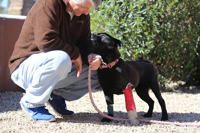 Pet Urgent Care Picture 6
