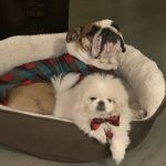 Pet Urgent Care