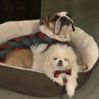 Pet Urgent Care ico