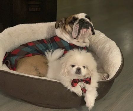 Pet Urgent Care