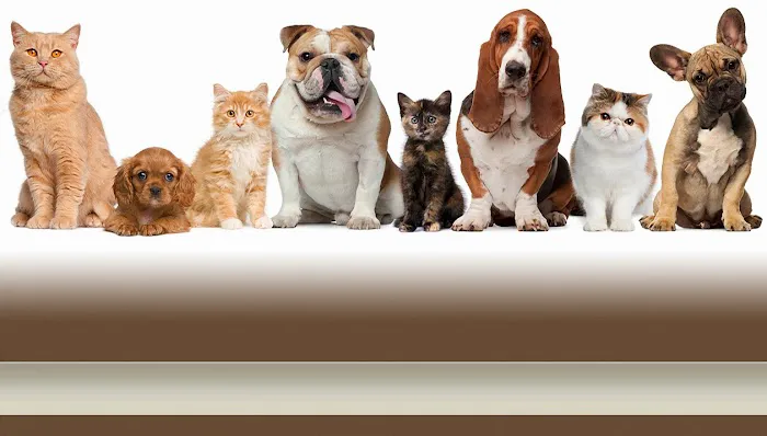 Highland Animal Hospital Picture 5