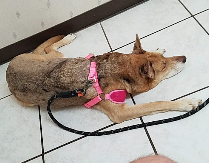 Highland Animal Hospital Picture 2
