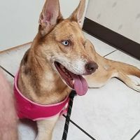 Highland Animal Hospital ico