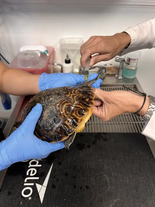 Paws and Claws Animal Medical Center - Dunedin Picture 6
