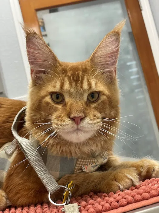 Paws and Claws Animal Medical Center - Dunedin Picture 4