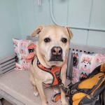 Coastal Veterinary Care