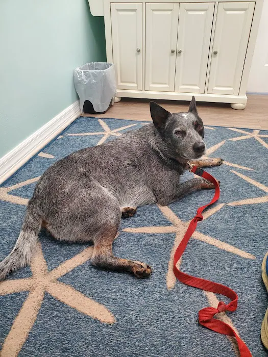 Coastal Veterinary Care Picture 10