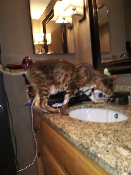Broadway Cat Hospital Picture 2