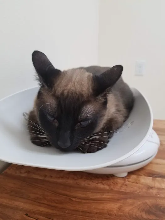 Broadway Cat Hospital Picture 6