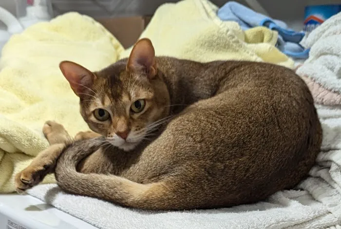 Broadway Cat Hospital Picture 7