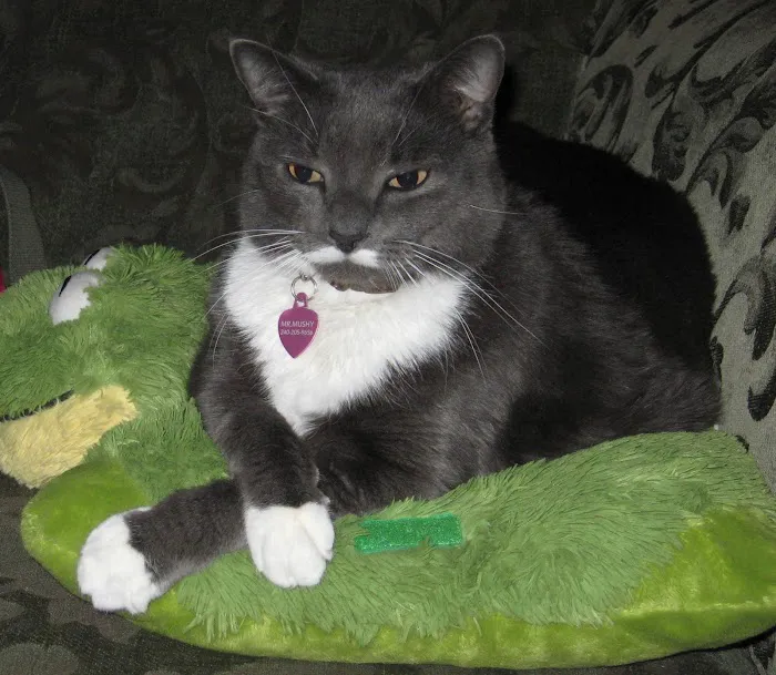 Broadway Cat Hospital Picture 10