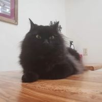 Broadway Cat Hospital ico