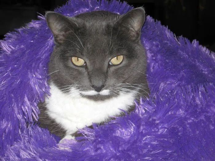 Broadway Cat Hospital Picture 8