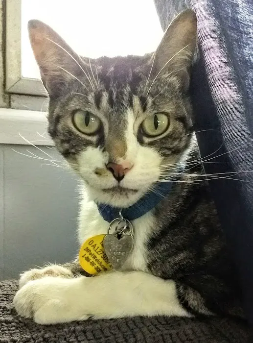 Broadway Cat Hospital Picture 9