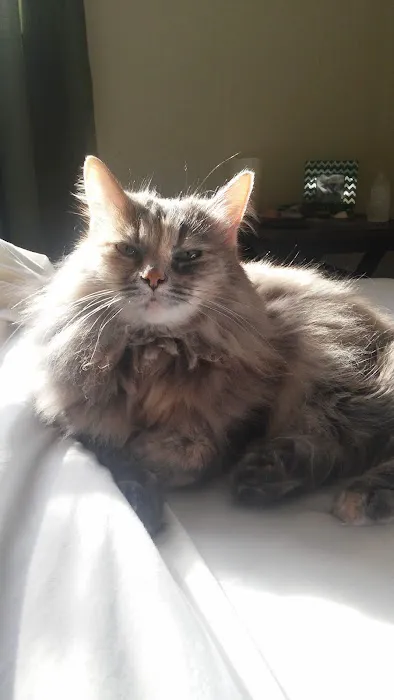 Broadway Cat Hospital Picture 5