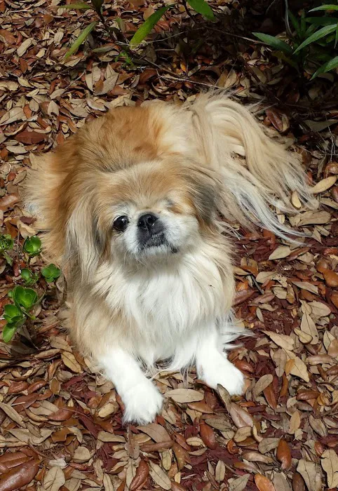 All Pet Care Picture 3