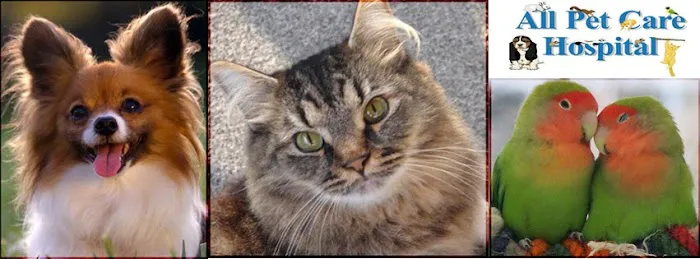 All Pet Care Picture 1