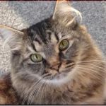 All Pet Care