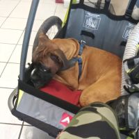 A Pet's Place of Clearwater ico