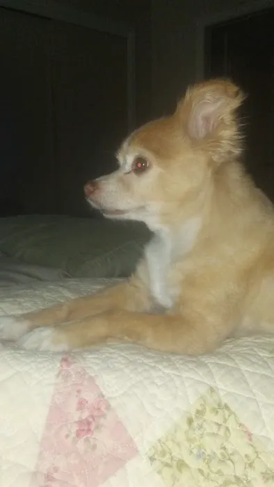 A Pet's Place of Clearwater Picture 9