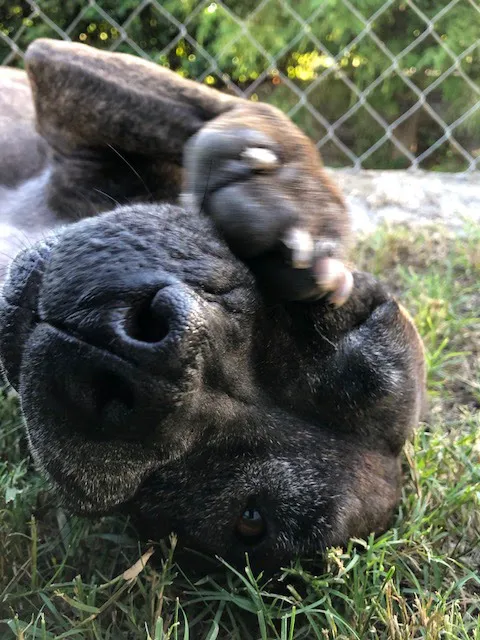 A Pet's Place of Clearwater Picture 7