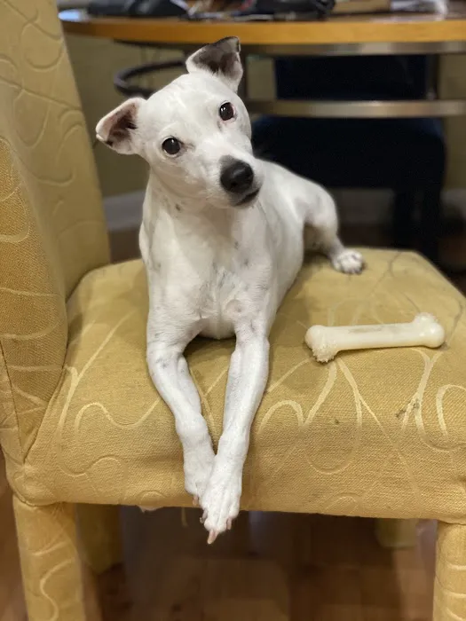 Belcher Animal Hospital of Clearwater, FL Picture 2