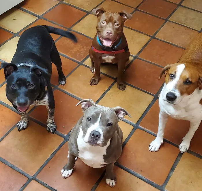 Belcher Animal Hospital of Clearwater, FL Picture 4