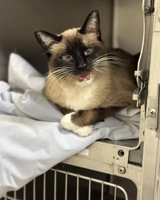 Belcher Animal Hospital of Clearwater, FL Picture 9