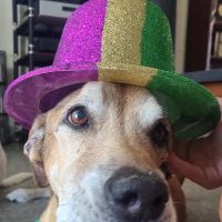 Love Animal Hospital ico