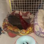 Vetco Vaccination Clinic