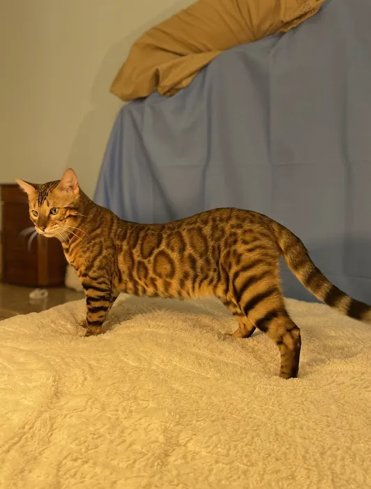 Sea Forest Bengals - Bengal Cattery in Florida Picture 4