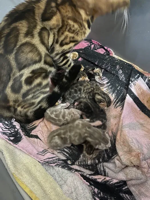 Sea Forest Bengals - Bengal Cattery in Florida Picture 8