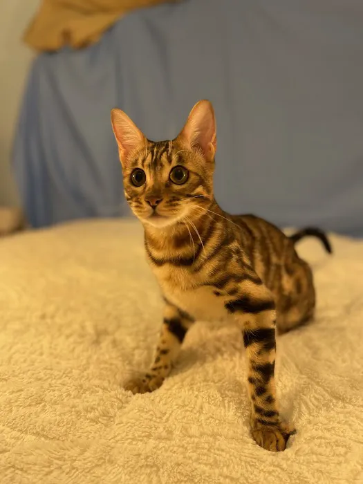 Sea Forest Bengals - Bengal Cattery in Florida Picture 3