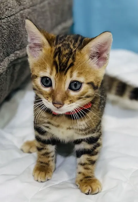 Sea Forest Bengals - Bengal Cattery in Florida Picture 6