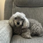 Gulfview Animal Hospital