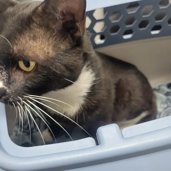 Gulfview Animal Hospital Picture 5