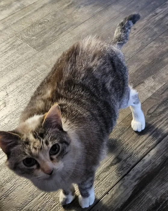 Gulfview Animal Hospital Picture 8