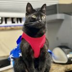 Animal Emergency of Pasco