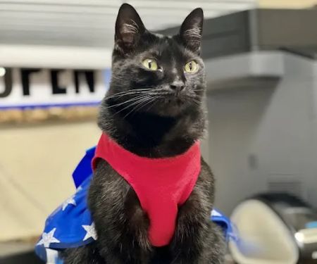 Animal Emergency of Pasco