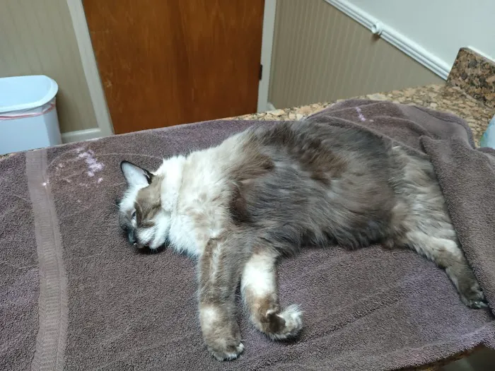 Animal Emergency of Pasco Picture 4