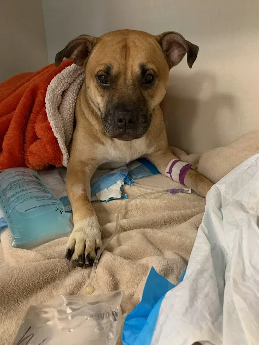 Animal Emergency of Pasco Picture 7