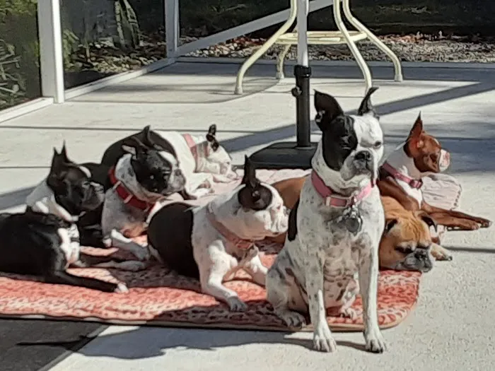 Advanced Pet Care Picture 4