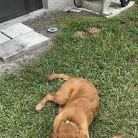 Advanced Pet Care ico