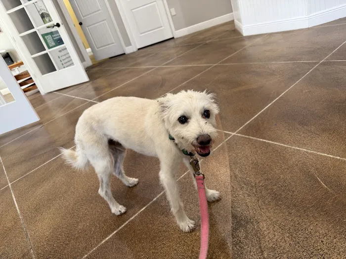 Spring Hill Animal Clinic Picture 1