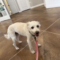 Spring Hill Animal Clinic ico