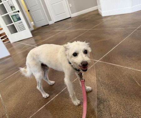 Spring Hill Animal Clinic